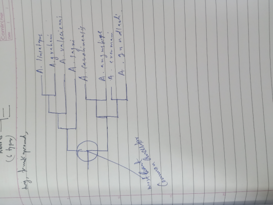 AS- Camlin Page Date 1 (6 typen) twig, trunk ground, . A. lineatapus - Agraham - A. valecienni - A sagni - A. Carolinensis A.