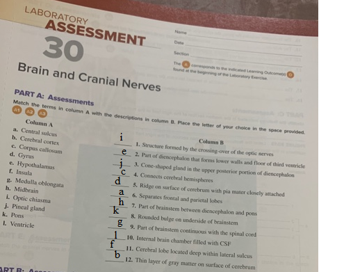 LABORATORY ASSESSMENT 30 Brain and Cranial Nerves PART A: Assessments Match the terms in Column A with the descriptions in co