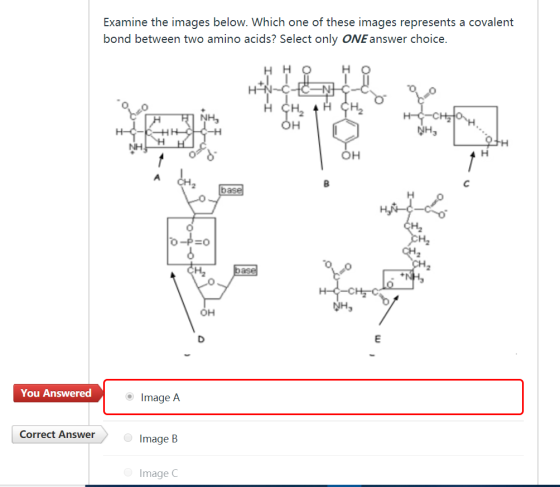 Examine the images below. Which one of these images represents a covalent bond between two amino acids? Select only ONE answe