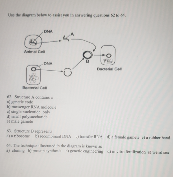 Use the diagram below to assist you in answering questions 62 to 64. DNA Animal Cell DNA Bacterial Cell Bacterial Cell 62. St