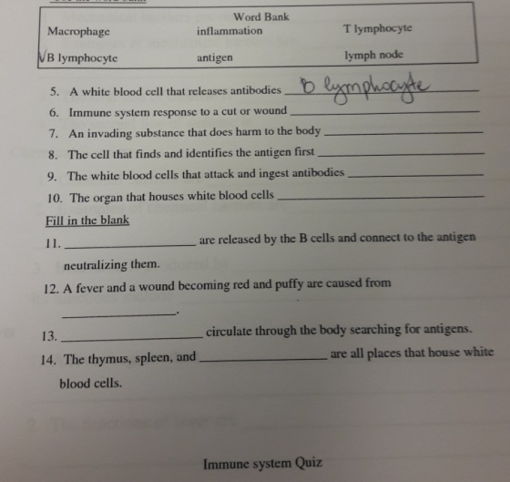 Word Bank T lymphocyte Macrophage inflammation B lymphocyte lymph node antigen Legea phceage 5. A white blood cell that relea