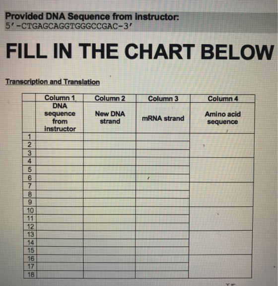 Provided DNA Sequence from instructor. 5-CTGAGCAGGTGGGCCGAC-3 FILL IN THE CHART BELOW Transcription and Translation Column