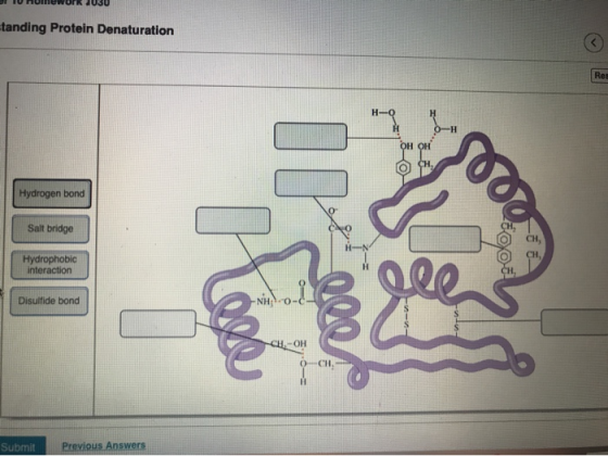 I nUINWork JUBU tanding Protein Denaturation H- OH Hydrogen bond Salt bridge 0 Hydrophobic interaction . Disulfide bond CH. -