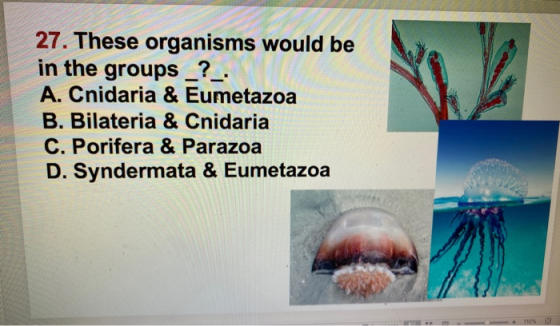 27. These organisms would be in the groups _?_ A. Cnidaria & Eumetazoa B. Bilateria & Cnidaria C. Porifera & Parazoa D. Synde