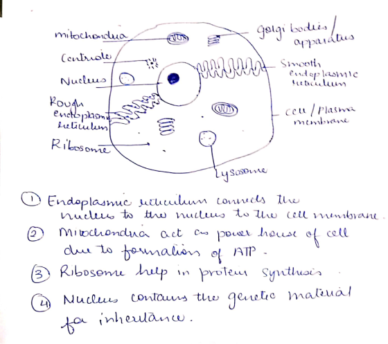 mitochondura- Tos ou apparatie Centriolo form at eindeplio Can - Smooth Nucleus / Heticiliun Rough ench plasma Ecou / Plasma