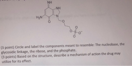 NH NH H2NT O o-S-6 =O =O (3 point) Circle and label the components meant to resemble: The nucleobase, the glycosidic linkage,