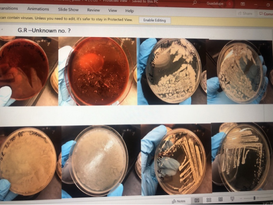 PIUL PULLING View - Saved to this PC © Guadalupe G ransitions Animations Slide Show Review View Help can contain viruses. Unl