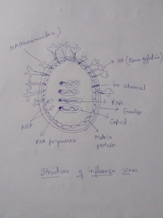 NA (Neuraminidare HA (Hema gglection) - ion channel & RNA Ewelop Capsid NEP RNA polymerase protein. Structure of influenza Vi