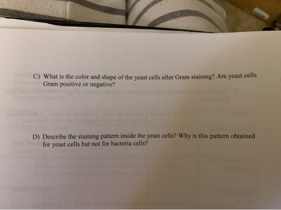 C) What is the color and shape of the yeast cells after Gram staining? Are yeast cells Gram positive or negative? D) Describe