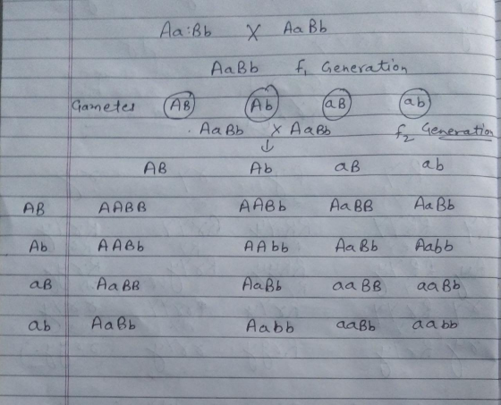 Аа :Bь Х Aa Bb AaBb f. Generation Gameter AB lab (Ab (AB Aa Bb x Aa Bb & Generation AB Ab aB ab АВ АРВВ APвь AaBB Aa Bb Aь АА