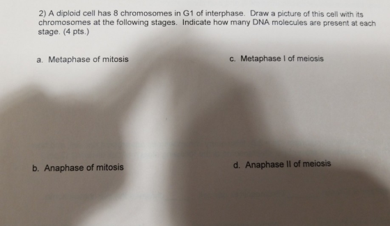 2) A diploid cell has 8 chromosomes in G1 of interphase. Draw a picture of this cell with its chromosomes at the following stages. Indicate how many DNA molecules are present at each stage. (4 pts.) a. Metaphase of mitosis c. Metaphase I of meiosis b. Anaphase of mitosis d. Anaphase ll of meiosis