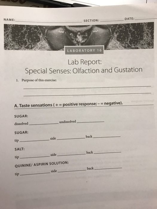 NAME: DATE: SECTION: LABORATORY 16 Lab Report: Special Senses: Olfaction and Gustation 1. Purpose of this exercise: A. Taste