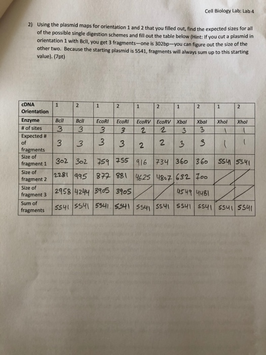 Cell Biology Lab: Lab 4 2) Using the plasmid maps for orientation 1 and 2 that you filled out, find the expected sizes for an