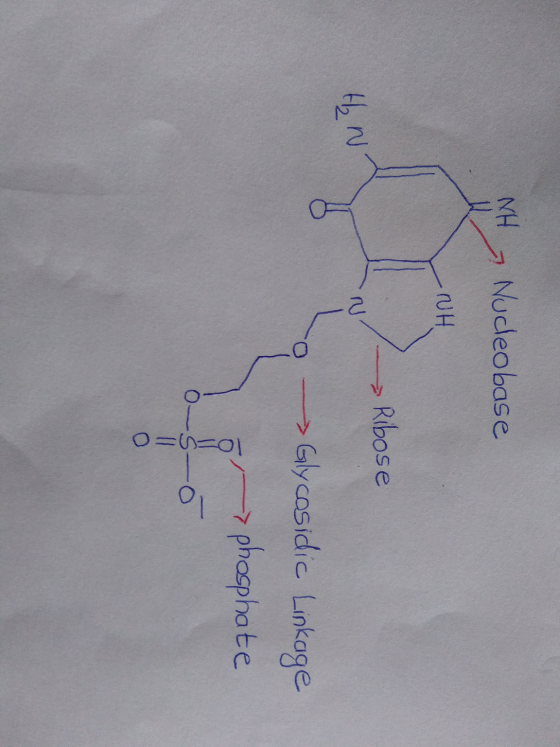NH, Nucleobase NH - Ribose H₂ N -> Glycosidic Linkage 10o= o phosphate o-s- o = o