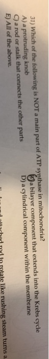 31) Which of the following is NOT a main part of ATP synthase in mitochondria? A) a protruding knob 19a bilayer component tha