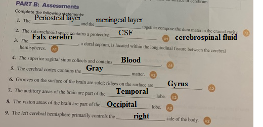 Of cercorum PART B: Assessments Complete the following statements: Periosteal layer 1. The meningeal layer and the together c