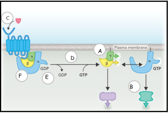 Plasma membrane 3 000 GDP GTP E GDP GTP