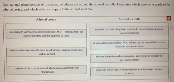 Each adrenal gland consists of two parts, the adrenal cortex and the adrenal medulla. Determine which statements apply to the