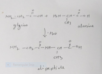 N ( ) * 4| || || || * || col3 glycine alanine NHy - chyl-NH- ch-C-04 CH3 • Rectangular Snip clipeptide