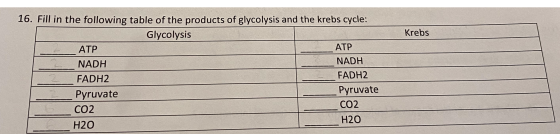 Krebs ATP 16. Fill in the following table of the products of glycolysis and the krebs cycle: Glycolysis _ATP NADH NADH FADH2