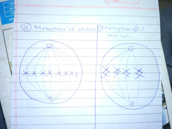 ヤヤ Metaphase of mitosnetaphasehs meTGS