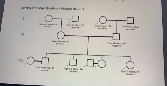 Bombay Phenotype Questions - Pedigree (Q15-18) Type AB blood, Rh positive Type AB blood, Rh negative Type A blood, Rh negativ