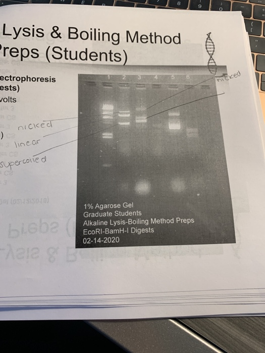 Lysis & Boiling Method Preps (Students) 45 ked ectrophoresis ests) wolts a nicked ) linear supercoiled 1% Agarose Gel Graduat