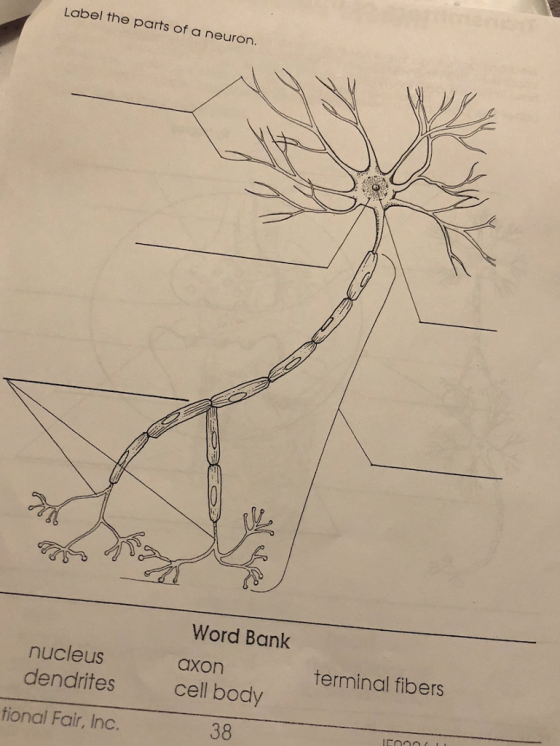 Label the parts of a neuron. Word Bank nucleus dendrites tional Fair, Inc. axon terminal fibers cell body 38