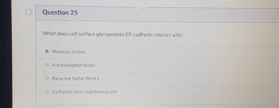 D Question 25 What does cell surface glycoprotein EP-cadherin interact with: Maternal factors O A transcription factor Paracrine factor Wnt11 Cadherins from ncighboring cells