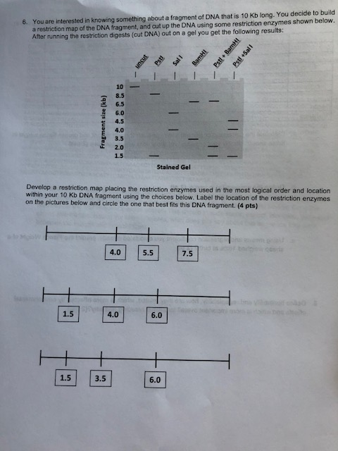 You are interested in knowing something about a fragment of DNA that is 10 Kb long. You decide to build a restriction map of the DNA fragment, and cut up the DNA using some restriction enzymes shown below. After running the restriction digests (cut DNA) out on a gel you get the following results: 6. 10 8.5 6.5 6.0 e 4.5 4.0 3.5 2.0 1.5 Stained Gel Develop a restriction map placing the restriction enzymes used in the most logical order and location within your 10 Kb DNA fragment using the choices below. Label the location of the restriction enzymes on the pictures below and circle the one that best fits this DNA fragment. (4 pts) 4.0 5.5 7.5 1.5 4.0 6.0 1.5 3.5 6.0