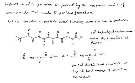 peptide bnd in proteins sormed by tha mmomer units Le comider a pep tの 2 R. Irv naY. parEal doule bond charatar in peptida loondl mekes it roteCon R.