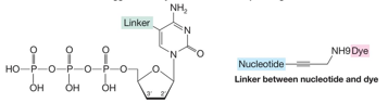 NH Linker HO-P0-P0-P-01 | H OH OH NH9 Dye Nucleotide = Linker between nucleotide and dye