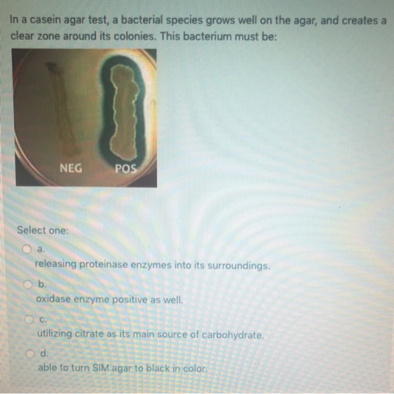 In a casein agar test, a bacterial species grows well on the agar, and creates a clear zone around its colonies. This bacteri