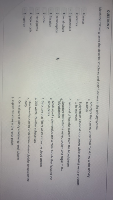 QUESTION 2 Match the following terms that describe structures and their functions in the urinary system: Structure that carri
