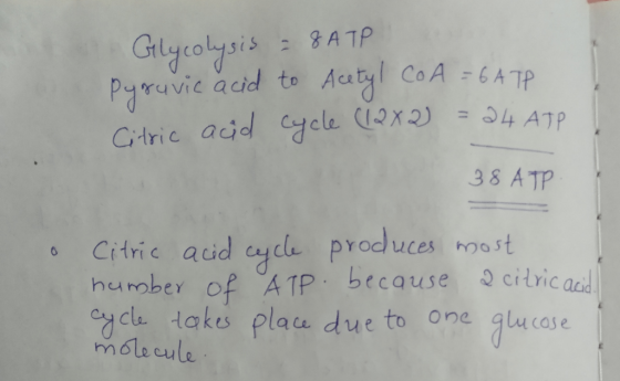 Glycolysis = 8 ATP Pyruvic acid to Acetyl CoA = 6ATP Citric acid cycle (12x2) = 24 ATP 38 ATP o Citric acid cycle produces mo