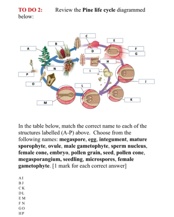 TO DO 2: below: Review the Pine life cycle diagrammed In the table below, match the correct name to each of the structures la