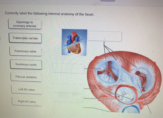 Correctly label the following internal anatomy of the heart. Openings to coronary arteries Trabeculae carnae Pulmonary valve