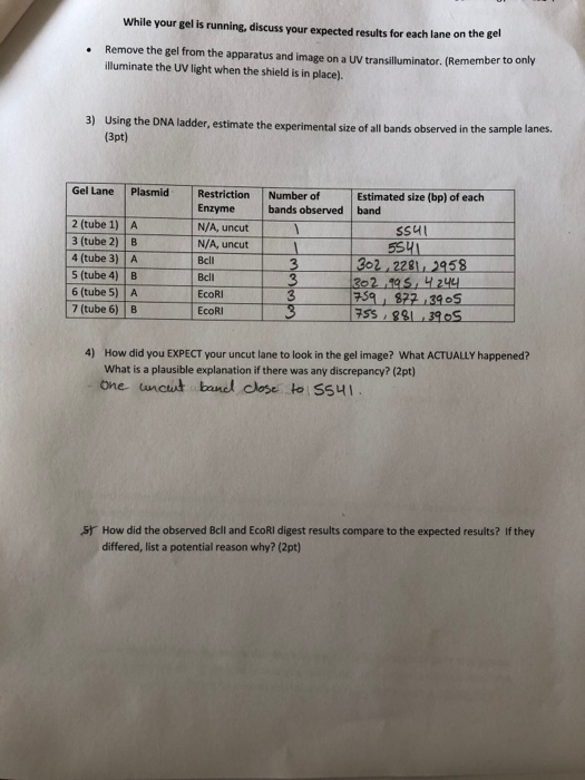 While your gel is running, discuss your expected results for each lane on the gel Remove the gel from the apparatus and image