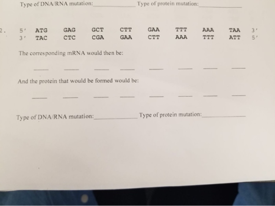 Type of DNA/RNA mutation: Type of protein mutation: 2. TTT 5 ATG 3 TAC GAG cтa GCT cGA CTT GAA GAA cтт AAA AAA ттт TAA ATT