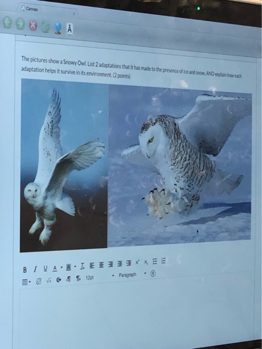 Canvas The pictures show a Snowy Ow. List 2 adaptations that it has made to the presence of ice and row. AND aclain how each