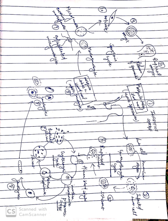 A49 TheFESTIVE - STAGE cell kom Release squito/ takes 7 twin cell O ferta hong Liner 1 2 A Plan Infected Stafes • Patah over