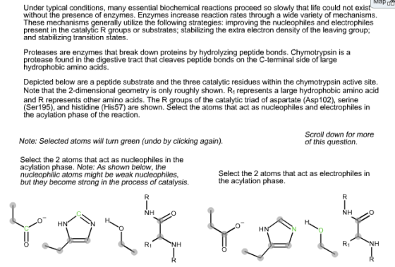 Under typical conditions, many essential biochemical reactions proceed so slowly that life could not existade without the presence of enzymes. Enzymes increase reaction rates through a wide variety of mechanisms These mechanisms generally utilize the folowing strategies: improving the nucleophiles and electrophiles present in the catalytic R groups or substrates; stabilizing the extra electron density of the leaving group; and stabilizing transition states Proteases are enzymes that break down proteins by hydrolyzing peptide bonds. Chymotrypsin is a pryodeoph bic amino hat cleaves peptide bonds on the C-terminal side of large rotease found in the digestive tract that cleaves peptide bonds on the C-terminal side of large ydrophobic amino acids Depicted below are a peptide substrate and the three catalytic residues within the chymotrypsin active site Note that the 2-dimensional geometry is only roughly shown. R1 represents a large hydrophobic amino acid and R represents other amino acids. The R groups of the catalytic triad of aspartate (Asp 102), serine (Ser195), and histidine (His57) are shown. Select the atoms that act as nucleophiles and electrophiles in the acylation phase of the reaction Note: Selected atoms will turn green (undo by clicking again). Scroll down for more of this question Select the 2 atoms that act as nucleophiles in the acylation phase. Note: As shown below, the nucleophilic atoms might be weak nucleophiles, but they become strong in the process of catalysis. Select the 2 atoms that act as electrophiles in the acylation phase NH HN