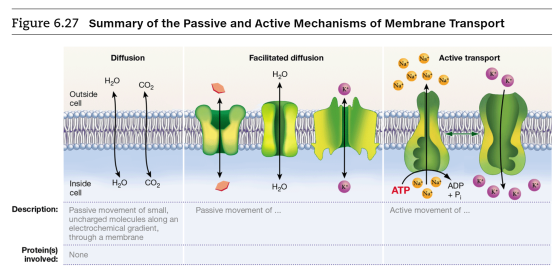 Figure 6.27 Summary of the Passive and Active Mechanisms of Membrane Transport Diffusion Facilitated diffusion Na Active tran