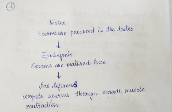 lestes Spertms oe produced in the testes Epidiaymis Vas deteren PA po Poepels ablums dんtough, smooth muscle conlraction