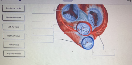 Help Tendinous cords Fibrous skeleton Left AV valve Right AV valve Aortic valve Papillary muscle