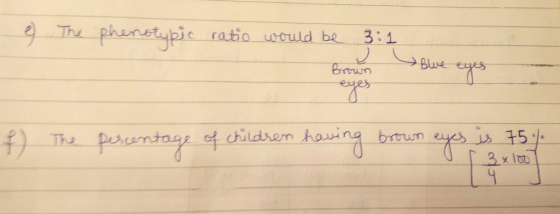 phunetyp c ratio would be 3:1 ildhen hovina bun e