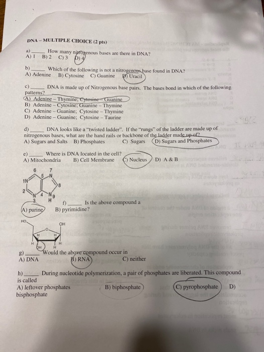 DNA - MULTIPLE CHOICE (2 pts) How many nurogenous bases are there in DNA? AT B) 2 C)3 ) - Which of the following is not a nit