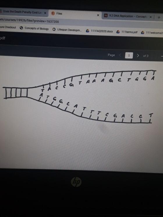 Does the Death Penalty Cost le X Files 9.2 DNA Replication - Concepts X + courses/19926/files?preview=1637200 Checkout Concep