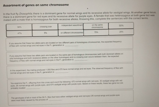 Assortment of genes on same chromosome In the fruit fly Drosophila, there is a dominant gene for normal wings and its recessi