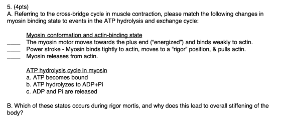 5. (4pts) A. Referring to the cross-bridge cycle in muscle contraction, please match the following changes in myosin binding
